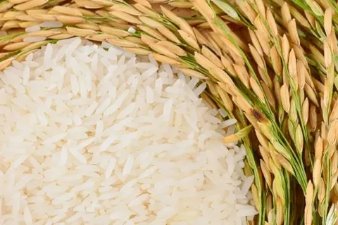 تصویر 1 از خرید و فروش برنج عنبر بو دستچین با شرایط فوق العاده